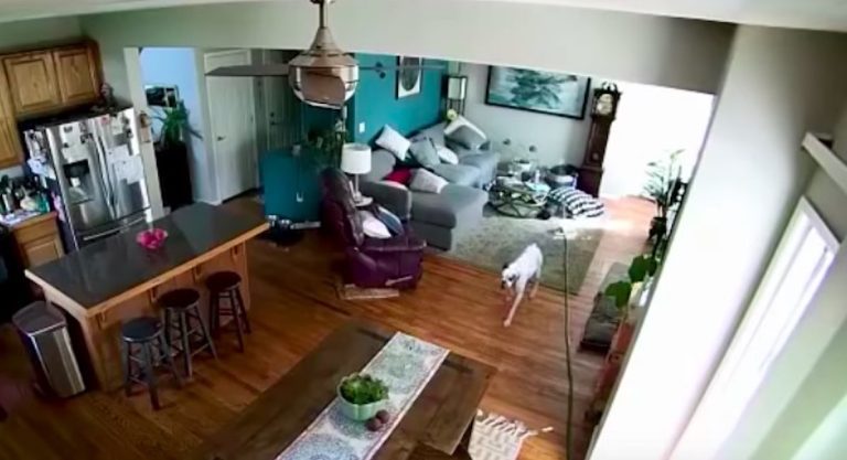 Security Camera Catches Dog Home Alone Soaking House With Hose