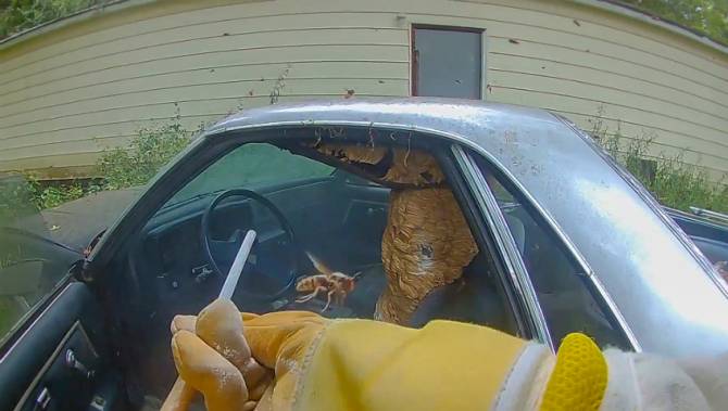 Gigantic Hornet Nest With Thousands Of The Insects Inside Removed From El Camino Car