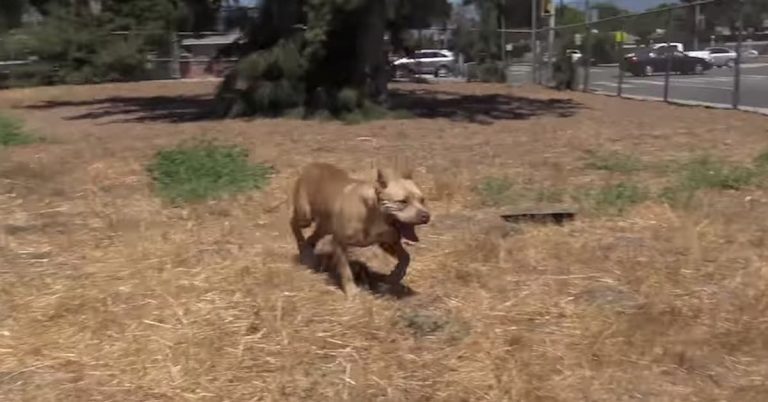 Coyote So Close To Stray Pit Bull Rescuers Trying To Save