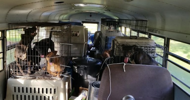 ‘No Leftovers’: Truck Driver Rescues 64 Shelter Pets From Floods With School Bus