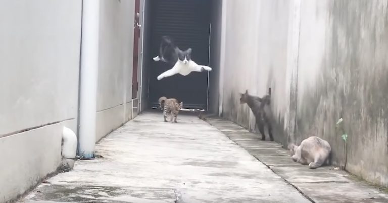 Cat Dodges Three Other Cats Out To Get Him In Great Escape