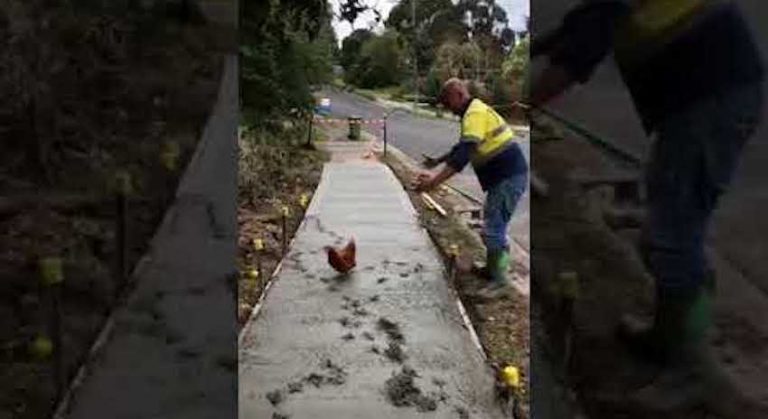 chicken walks through concrete