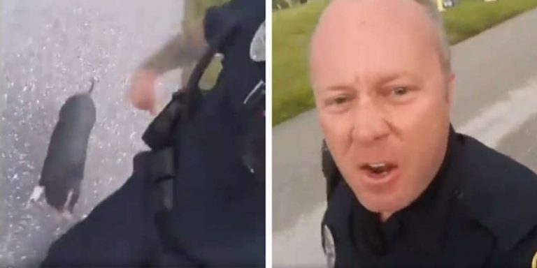 Police Officer Gets Chased Down By Little Pig On The Loose