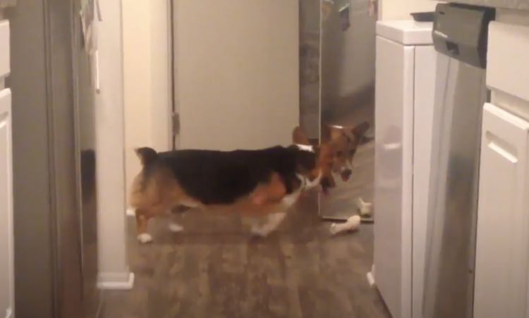 Sweet Corgi Tries To Share His Bone With Puppy In The Mirror