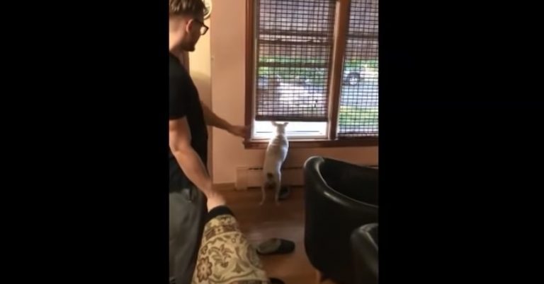 deaf dog waits at window