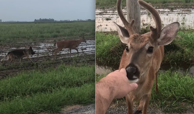 Couple Spots Dog With A Deer And Stop To Say ‘Hello’