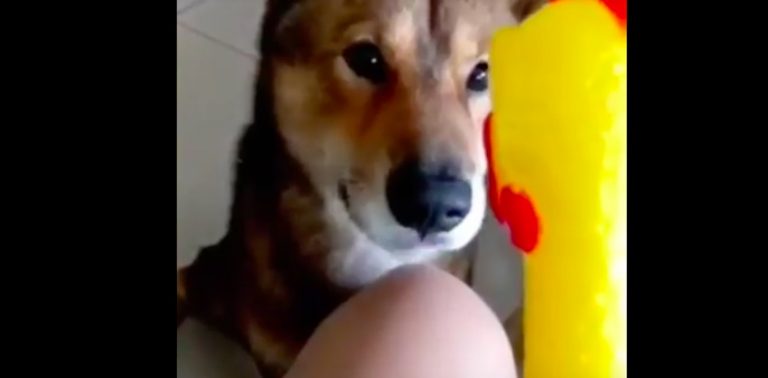 Dog Adorably Mimics Rubber Chicken’s Squeak