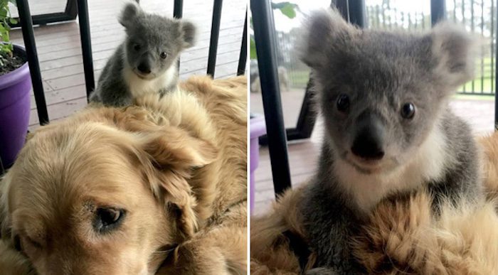 Golden Retriever Saves Baby Koala And Brings It Home