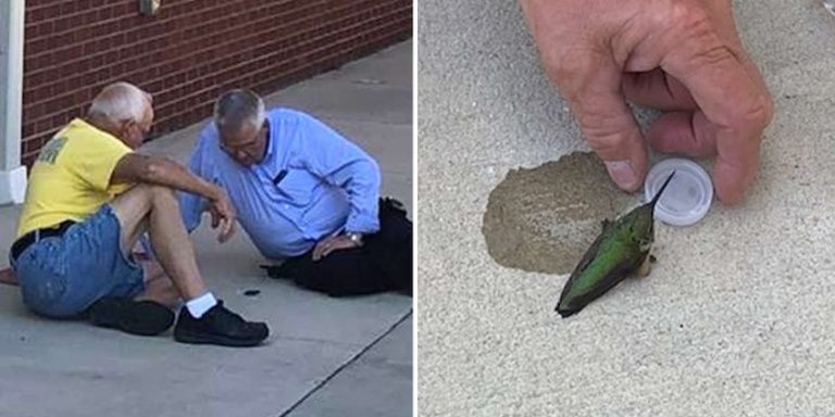 Firefighters Save Tiny Hummingbird They Find Outside Their Station