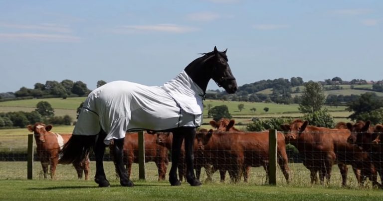 horse shows off for cows