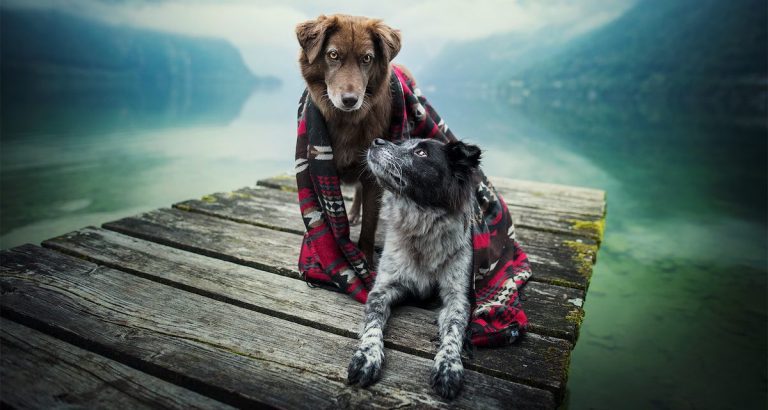 Photographer Always Brings Dogs On Adventures, Captures Their Wonderful Moments Together