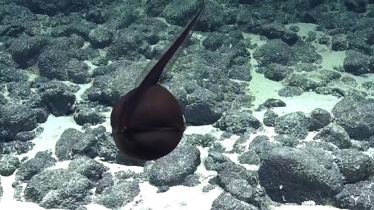 Gulper Eel Shapeshifting Its Massive Jaws Makes It Look Like Alien Muppet