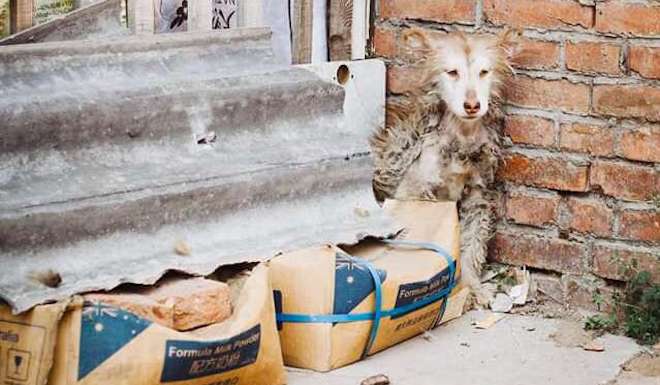 Neglected Husky Huddled In Corner Refuses To Move Until Rescuers Arrive