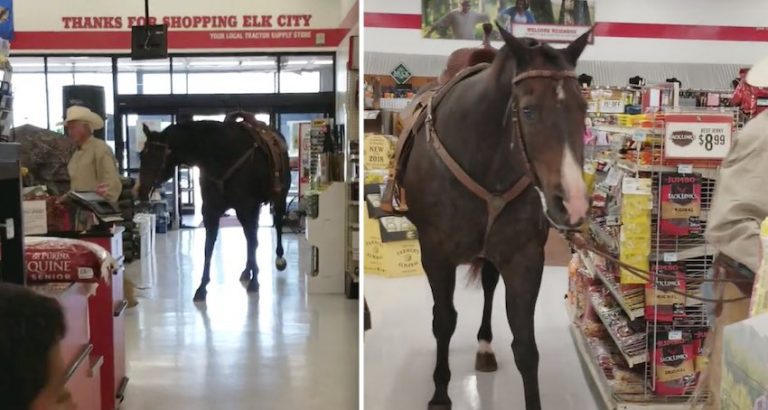 Senior Horse Welcomed At Tractor Supply Store