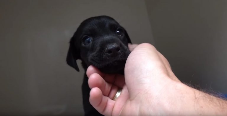 Stray Sick Puppy Loses His Brother And Nearly His Mom But Vet Refuses To Give Up