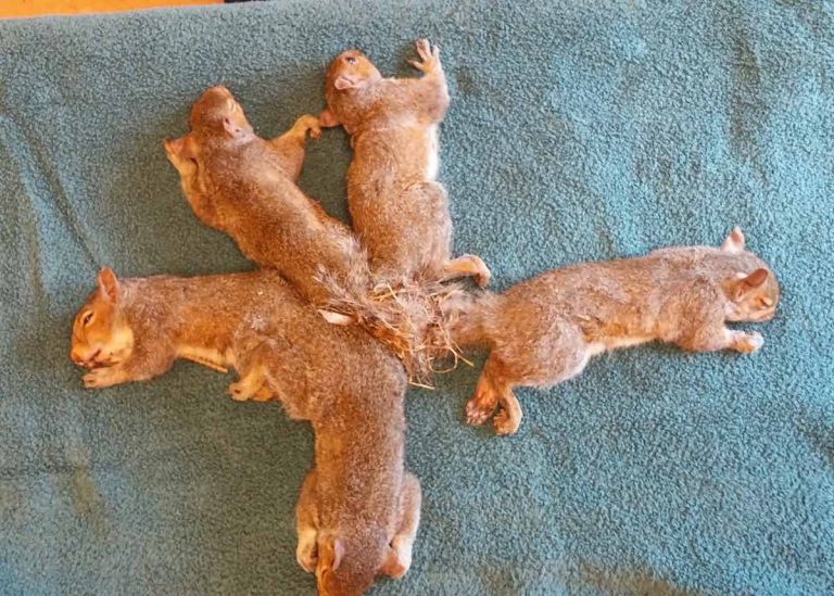 Rescuers Save Five Young Squirrels With Hopelessly Entangled Tails