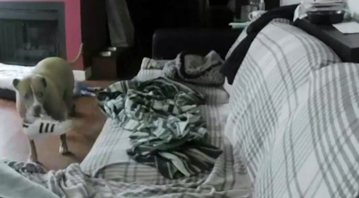 Senior Pit Bull Does The Sweetest Thing When Home Alone