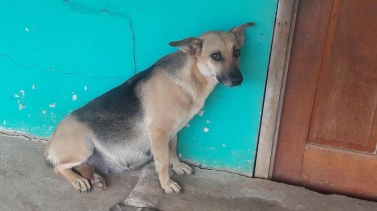 Pregnant Dog Left Behind By Family Sits Day And Night At Front Door