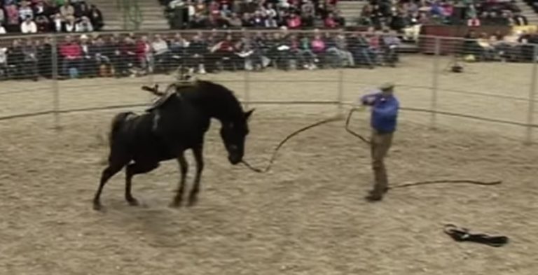 Monty Roberts training horse.