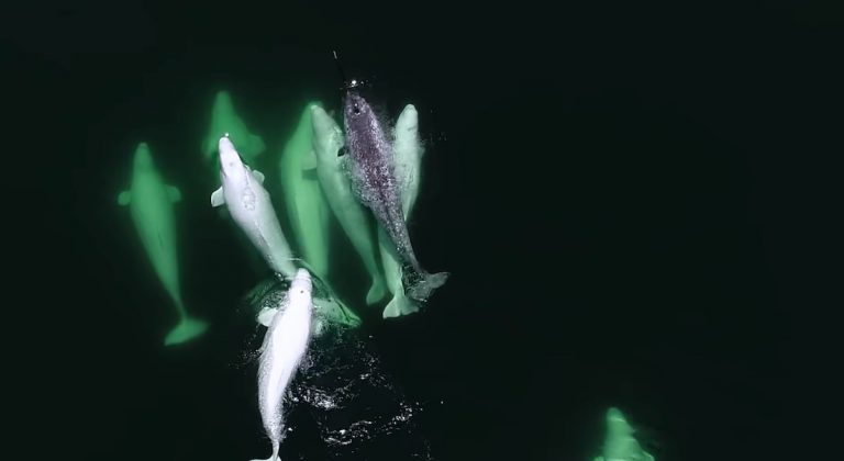 Lost Narwhal Adopted By Beluga Whales In St. Lawrence River