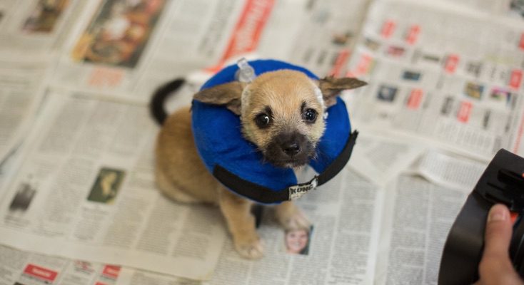 Woman Finds Maggot-Covered Puppy Tied To Tree In Swamp