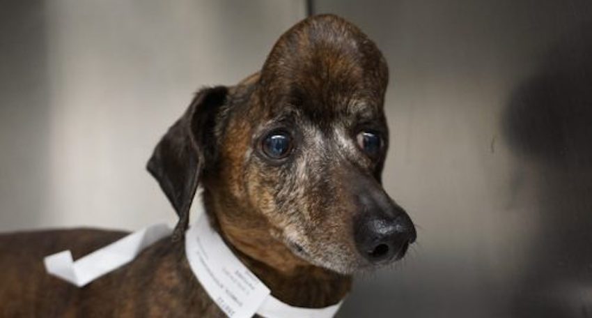 Dachshund With Huge Tumor In Skull Now Cancer Free Thanks ...
