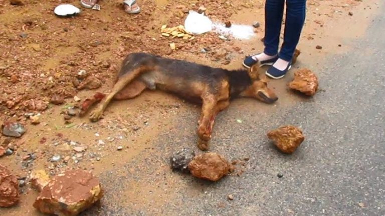 street dog hit by car recovers