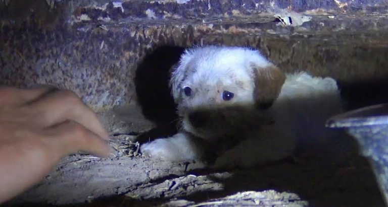 Puppies Born Under a Shipping Container Coaxed To Safety One By One