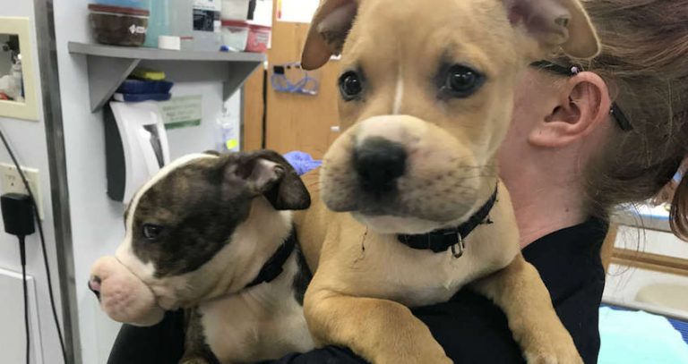 puppies with rubber bands around mouths rescued