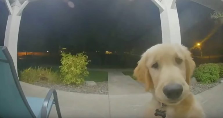 Puppy Escapes From Home, Rings Doorbell to Get Back Inside