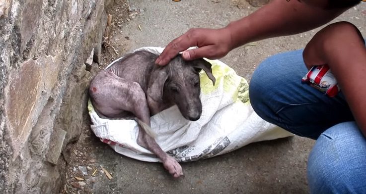 Stray Injured Puppy So Terrified He Just Wanted To Hide In Bag