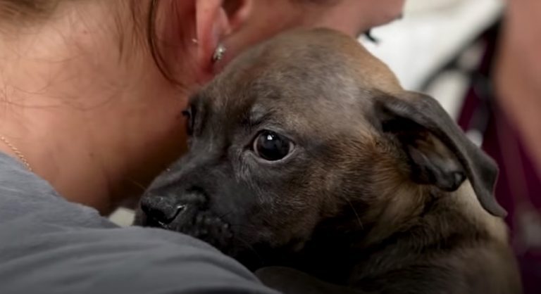 puppy in puerto rico rescued
