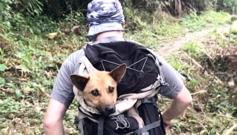 Men Hike For Hours In Middle Of The Night To Save Dog In Desperate Need