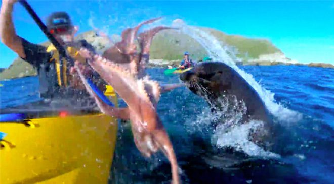 Seal Slaps Shocked Kayaker In The Face With An Octopus