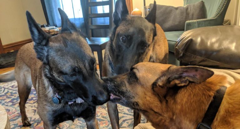 Dogs Give Kisses To Their Brother Just Before Saying Their Final Goodbyes