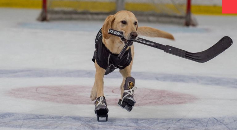 Dog Rescued From Shelter Is World’s First Ice-Skating Dog