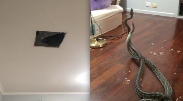 Homeowners Gets Shock Of Their Life When Two Battling Snakes Crash Through Bedroom Ceiling