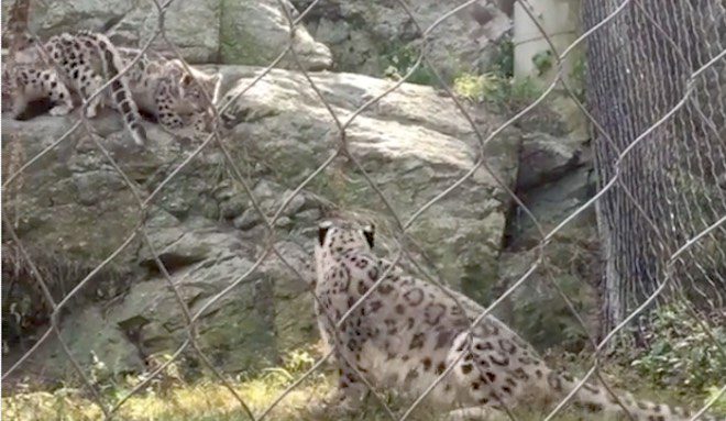 Snow Leopard Cub Hilariously Startles Mom and Herself