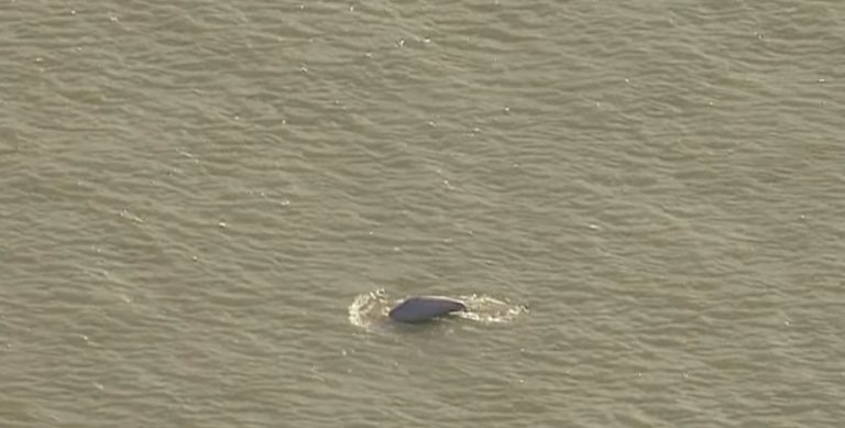 Beluga Whale Spotted Swimming In River Thames In Extremely Rare Sighting