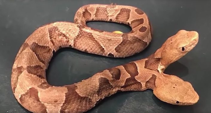 Woman Finds ‘Extremely Rare’ Two-Headed Copperhead Snake In Yard