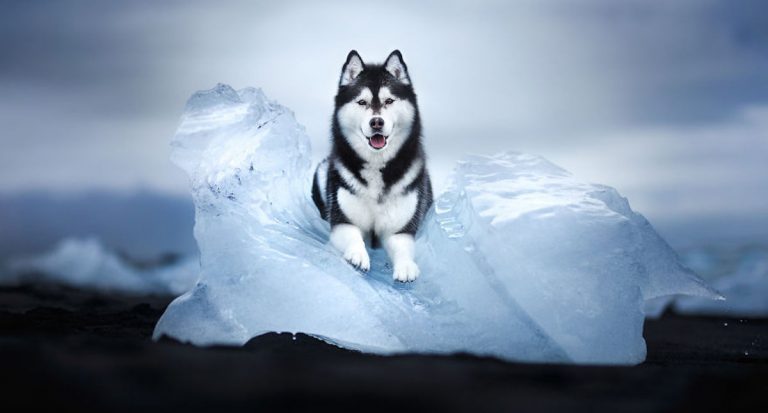 Dogs Photographed In Breathtaking Northern Landscapes And The Portraits Are Stunning