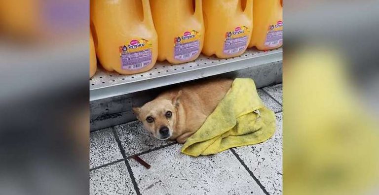 Stray Chihuahua Hiding In Liquor Store Finds His Way To Happily Ever After