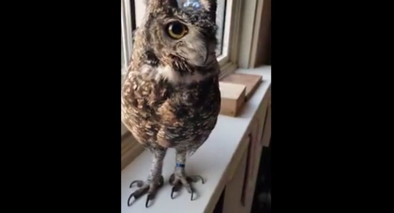 Baby Horned Owl Sings Along With Its Caregiver
