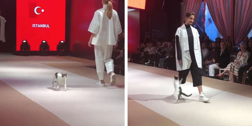 indarbejde erstatte udmelding Cat Crashes Fashion Show And Shows Models How The Catwalk Is Really Done