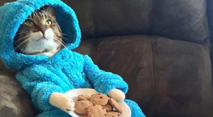 US Embassy Accidentally Invites People To Cat Pajama Party