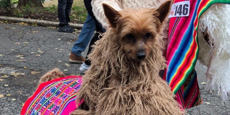 Dog Wearing Llama Costume For Halloween Parade Goes Viral