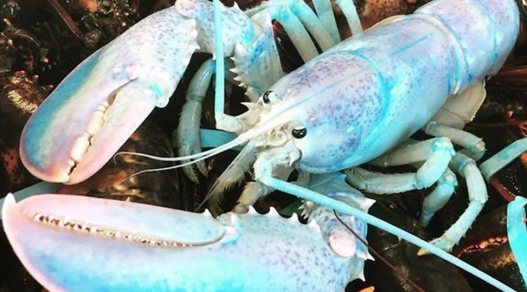 Incredibly Rare ‘Cotton Candy’ Lobster Caught By Fisherman
