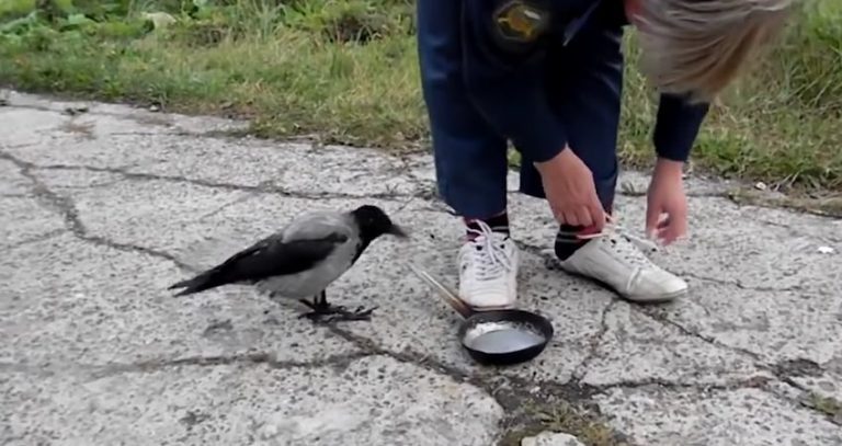 Crow Cleverly Distracts Woman To Steal Her Frying Pan