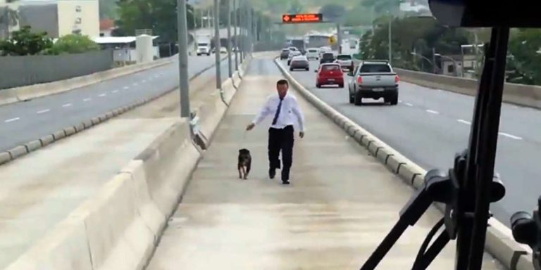 Bus Driver Cheered After He Stops To Rescue A Dog From Middle Of The Highway