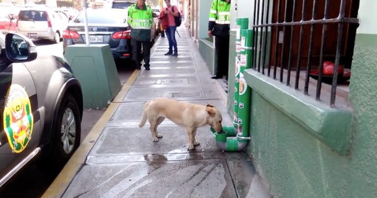 Police In Peru Set Up Water And Food Dispensers To Help Abandoned Dogs